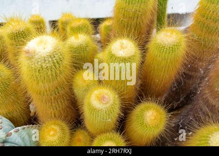 Close-up of the notocactus, leninghausii, also known as Lemon Ball cactus, Golden Ball cactus and Yellow Tower cactus. Stock Photo