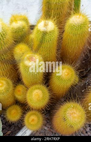 Close-up of the notocactus, leninghausii, also known as Lemon Ball cactus, Golden Ball cactus and Yellow Tower cactus. Stock Photo