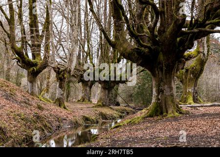 Tra le tavolozze autunnali: Serenità e maestoso fogliame presso Otzarreta Beech Grove Foto Stock