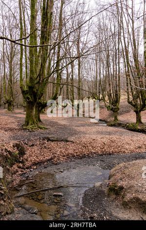 Splendore d'oro nell'abbraccio della natura: Cattura la trasformazione stagionale del bosco di Otzarreta Foto Stock