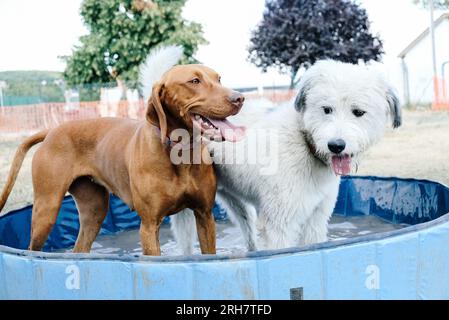 Due cani in piscina in estate. Foto Stock