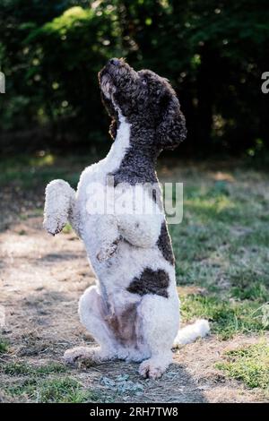 Lagotto Romagnolo cane Foto Stock