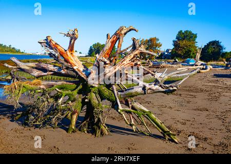 Grandi alberi e sistema di radici lavati sulle rive dell'estuario del fiume Fraser a Richmond, Canada Foto Stock