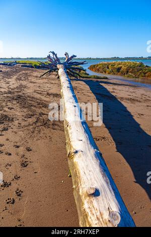 Grandi alberi e sistema di radici lavati sulle rive dell'estuario del fiume Fraser a Richmond, Canada Foto Stock