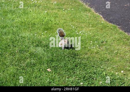 Uno squirell amichevole nella natura selvaggia Foto Stock