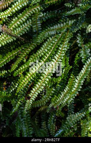 Felce alpina (Blechnum penna-marina) Foto Stock