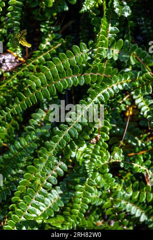 Felce alpina (Blechnum penna-marina) Foto Stock