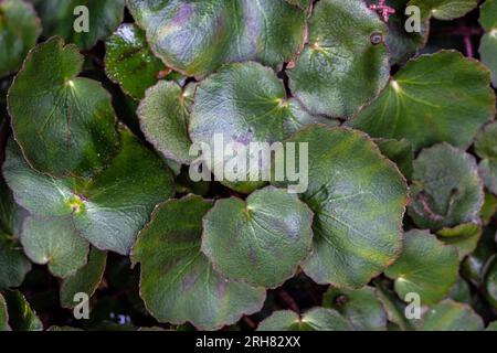 Begonia alla fragola (Saxifraga stolonifera) «Harvest Moon» Foto Stock