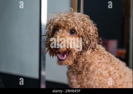 Buffo barboncino bagnato riccio. Foto Stock