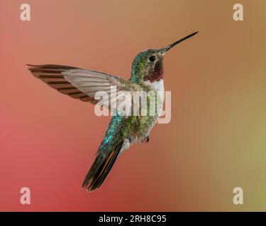 Hummingbird maschio dalla coda larga in volo Foto Stock