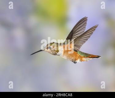 Immaturo maschio Rufous Hummingbird in volo Foto Stock