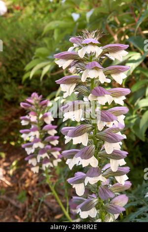 Primo piano dei fiori di Acanthus che fioriscono in estate Foto Stock