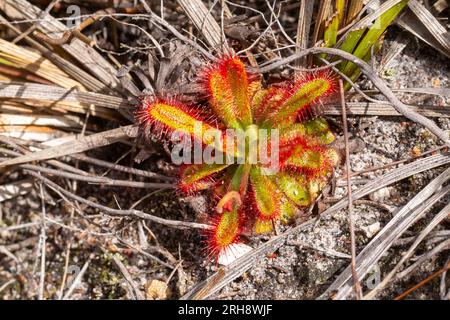 Drosera esterhuyseniae vicino a Caledon, nel Capo occidentale del Sudafrica Foto Stock