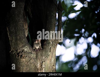 Tarsier spettrale con grandi orecchie, Tarsuis Tarsier, al crepuscolo in un buco di alberi nel Parco Nazionale di Tangkoko, Sulawesi settentrionale, Indonesia Foto Stock