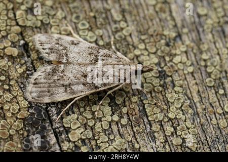 Primo piano dettagliato sulla falena carambida dai colori pallidi, grigia, Eudonia lacustrata, seduta su legno Foto Stock