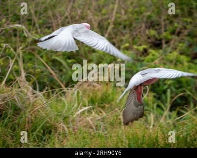 Due galah, detti cacatua rosa, in volo in decollo da terra, uccelli australiani in volo Foto Stock