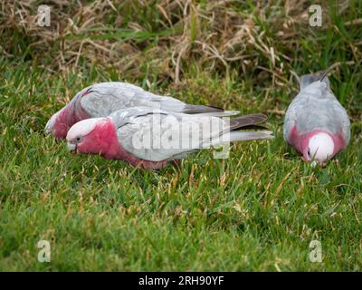 Uccelli australiani, tre Galah che mangiano cose dall'erba verde sul terreno Foto Stock