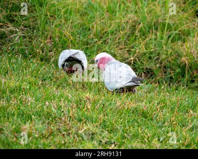 Uccelli australiani, Galah che mangiano cose dall'erba verde sul terreno Foto Stock