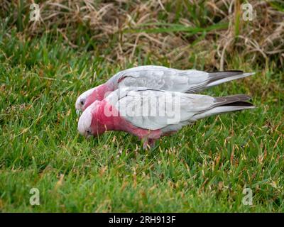 Uccelli australiani, due Galah che mangiano cose dall'erba verde a terra, Australia Foto Stock