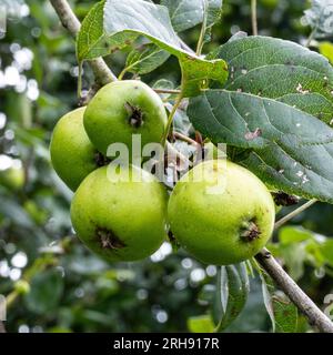 Mele di granchio che crescono su un albero, in natura, su Ditchling Common, East Sussex in agosto Foto Stock