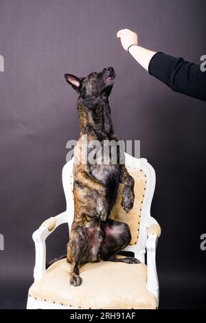 Simpatico cane da pastore che ottiene uno spuntino gustoso dalla mano del coltivatore anonimo su sfondo scuro Foto Stock