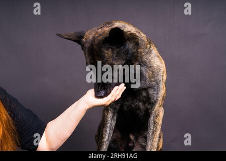 Simpatico cane da pastore che ottiene uno spuntino gustoso dalla mano del coltivatore anonimo su sfondo scuro Foto Stock