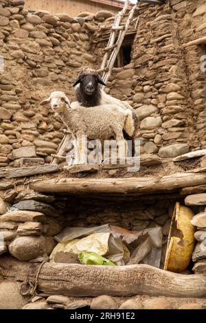 India, Ladakh, Suru Valley, Panikhar, capre nel cortile della vecchia casa del villaggio Foto Stock