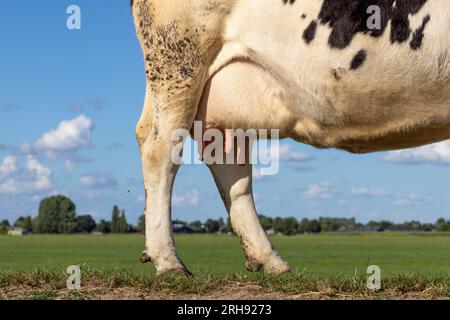 Mammelle e tettarella mucca, vene rosa tenue e mammarie, la metà posteriore dell'animale in piedi su una diga nei paesi bassi Foto Stock