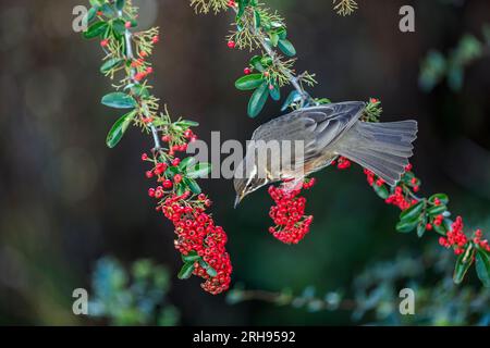 Redwing; Turdus iliacus; su Pyracantha Eating Berry; UK Foto Stock