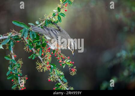 Redwing; Turdus iliacus; su Pyracantha; UK Foto Stock