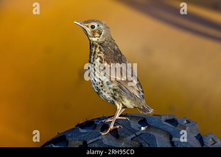 Song Thrush; Turdus philomelos; uccello giovanile su una gomma Foto Stock