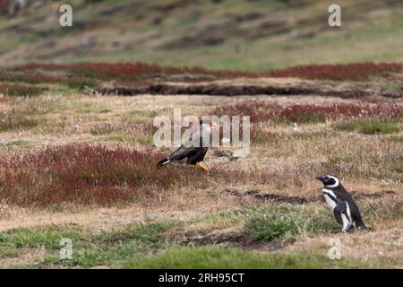 Caracara Crested meridionale; Caracara plancus; Falklands Foto Stock