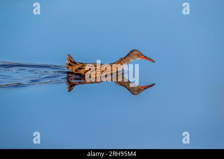 Ferrovia d'acqua; Rallus aquaticus; guado; Regno Unito Foto Stock