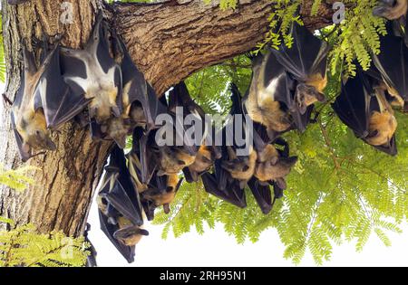 Un gran numero di volpi volanti Pemba vola verso la Tanzania continentale quando i frutti di mango maturano. Si radunano in gran numero in parchi e giardini. Foto Stock