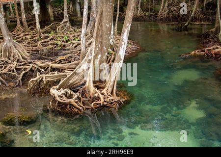 Alberi di mangrovie sul bordo dell'acqua limpida. Foto orizzontale. Foto Stock