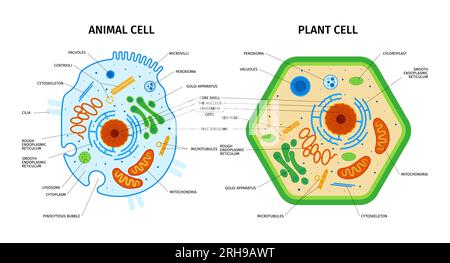 Anatomia cellulare della composizione vegetale e animale con set di immagini didattiche colorate con didascalie di testo illustrazione vettoriale Illustrazione Vettoriale