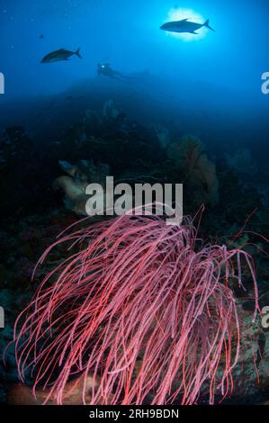 Whip Coral, Ellisella cercidia, con pesci contro il sole e subacquei sullo sfondo, il sito di immersione slot, Bingkudu Island, Penyu Group, Lucipara, banda Sea, Foto Stock