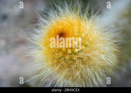 Primo piano del cactus verde con picchi. Sfondo di piante d'India. Foto Stock