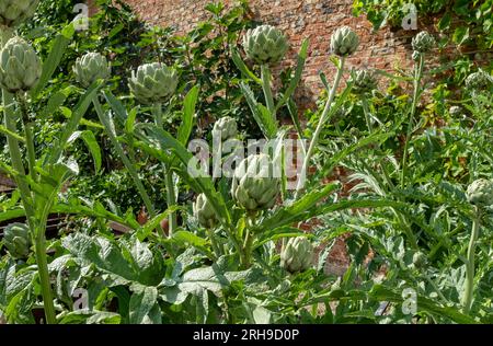 Primo piano dei cardoni cardoon globo carciofi che crescono in un orto in estate Inghilterra Regno Unito Regno Unito Gran Bretagna Foto Stock