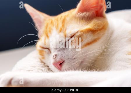 Dormendo un giovane gatto ferito con un naso ferito. Un gattino di zenzero da vicino Foto Stock