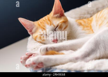 Gatto addormentato con naso ferito. Primo piano con gattino zenzero ferito a riposo Foto Stock