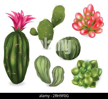 Set di cactus succulenti realistici con immagini isolate di piante di cactus con fiori di aghi su sfondo vuoto illustrazione vettoriale Illustrazione Vettoriale