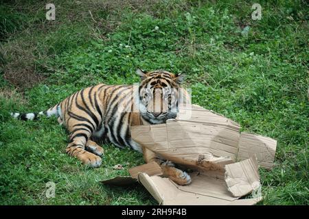 Tigre che gioca con una scatola di cartone Foto Stock