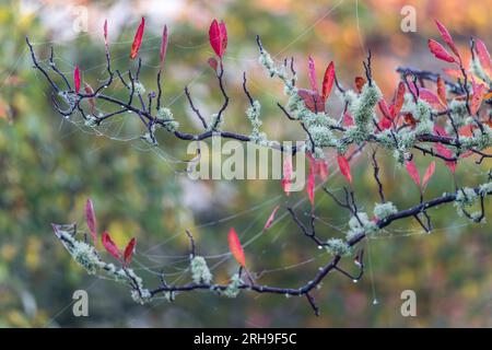 Gli splendidi colori vivaci degli alberi autunnali con rami ricoperti di licheni e ragnatele macchiate di rugiada. Foto Stock