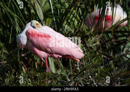 Platalea ajaja, Rosalöffler, spatola rosata Foto Stock