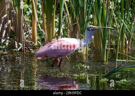 Platalea ajaja, Rosalöffler, spatola rosata Foto Stock