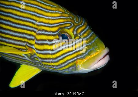 Ribbon Sweetlips, Plectorhinchus polytaenia, Liberty Wreck dive site, Tulamben, Karangasem, Bali, Indonesia Foto Stock