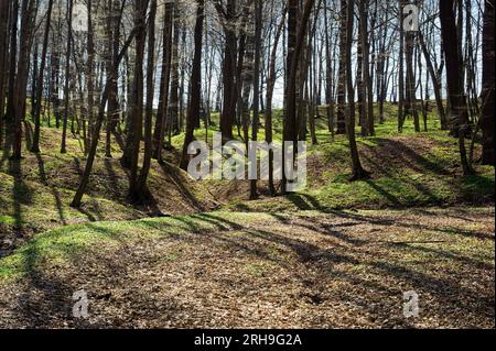 Foresta ceca primaverile con paesaggio ondulato e ombre in aprile Foto Stock