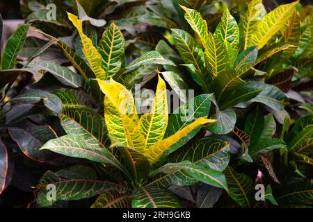 Pianta di Codiaeum variegatum (croton fuoco, croton giardino, o croton variegato) Foto Stock