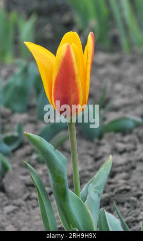 Nel giardino fiorito primaverile tulipani (Tulipa kaufmanniana) Foto Stock